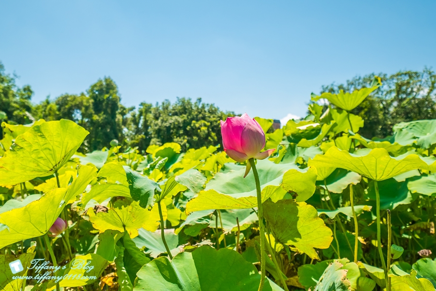 [桃園景點]蓮荷園休閒農場/桃園大王蓮/限重100公斤可站可躺/荷葉蓮子大餐還有蓮子剉冰超消暑