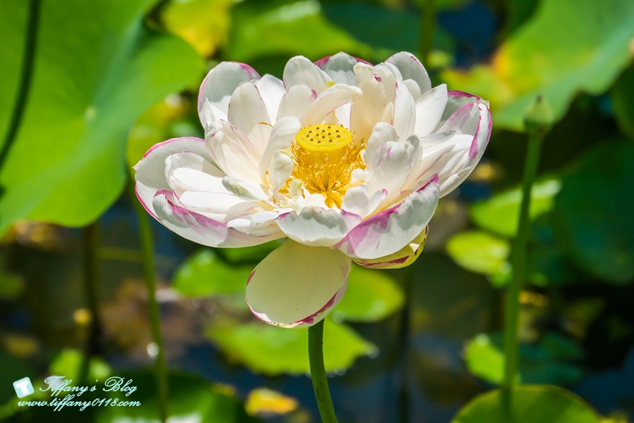 [桃園景點]蓮荷園休閒農場/桃園大王蓮/限重100公斤可站可躺/荷葉蓮子大餐還有蓮子剉冰超消暑