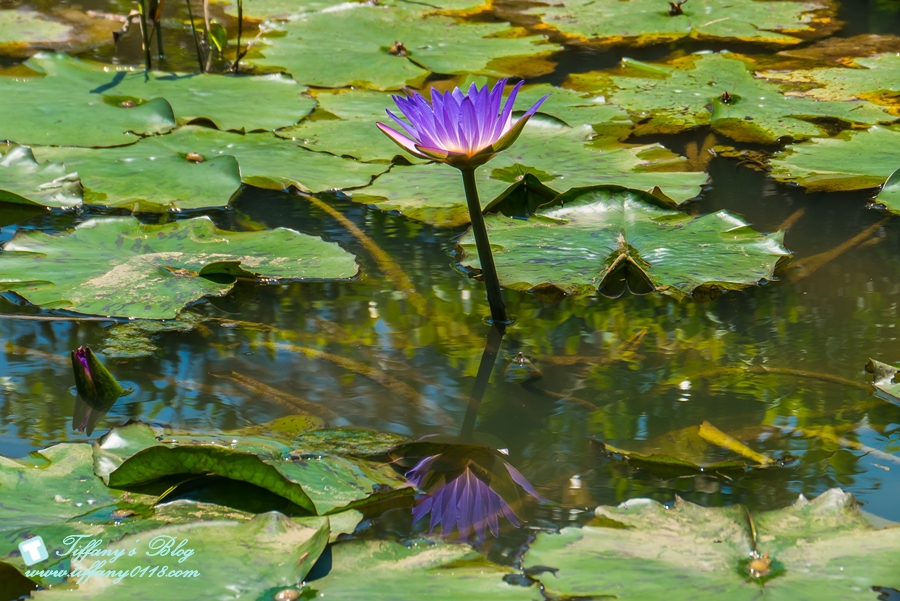 [桃園景點]蓮荷園休閒農場/桃園大王蓮/限重100公斤可站可躺/荷葉蓮子大餐還有蓮子剉冰超消暑