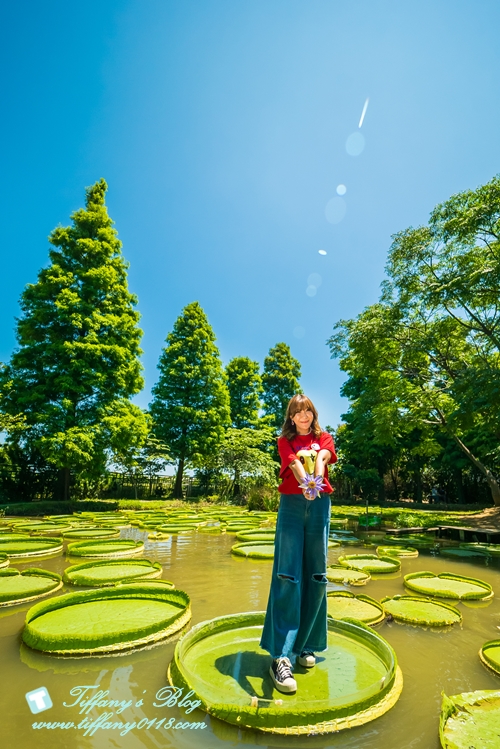 [桃園景點]蓮荷園休閒農場/桃園大王蓮/限重100公斤可站可躺/荷葉蓮子大餐還有蓮子剉冰超消暑