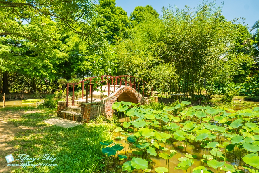 [桃園景點]蓮荷園休閒農場/桃園大王蓮/限重100公斤可站可躺/荷葉蓮子大餐還有蓮子剉冰超消暑