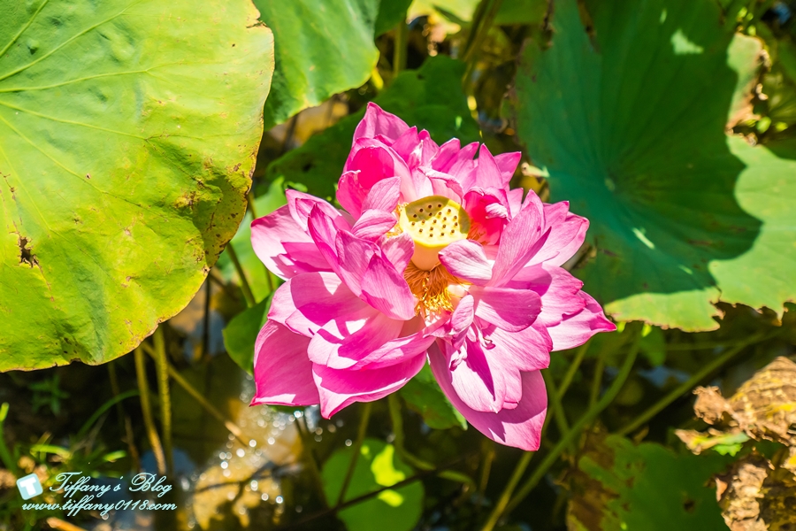 [桃園景點]蓮荷園休閒農場/桃園大王蓮/限重100公斤可站可躺/荷葉蓮子大餐還有蓮子剉冰超消暑
