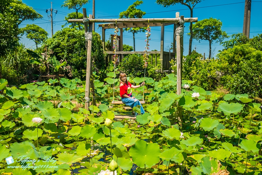 [桃園景點]蓮荷園休閒農場/桃園大王蓮/限重100公斤可站可躺/荷葉蓮子大餐還有蓮子剉冰超消暑