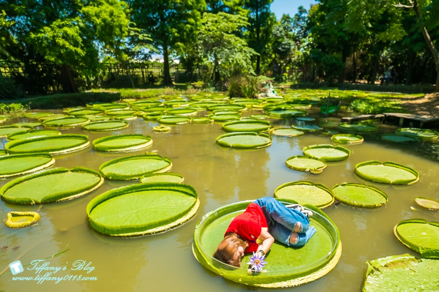 [桃園景點]蓮荷園休閒農場/桃園大王蓮/限重100公斤可站可躺/荷葉蓮子大餐還有蓮子剉冰超消暑