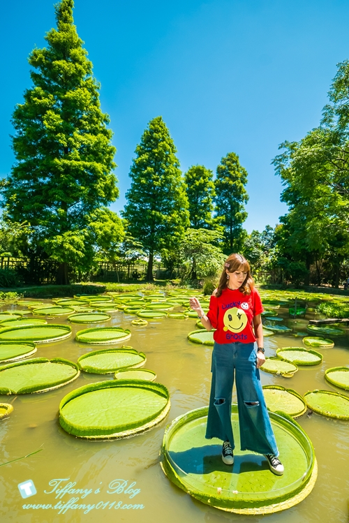 [桃園景點]蓮荷園休閒農場/桃園大王蓮/限重100公斤可站可躺/荷葉蓮子大餐還有蓮子剉冰超消暑