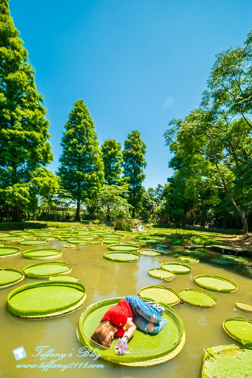 [桃園景點]蓮荷園休閒農場/桃園大王蓮/限重100公斤可站可躺/荷葉蓮子大餐還有蓮子剉冰超消暑