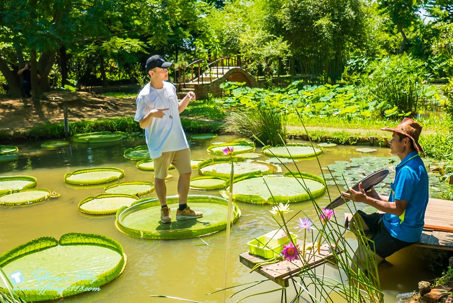 [桃園景點]蓮荷園休閒農場/桃園大王蓮/限重100公斤可站可躺/荷葉蓮子大餐還有蓮子剉冰超消暑