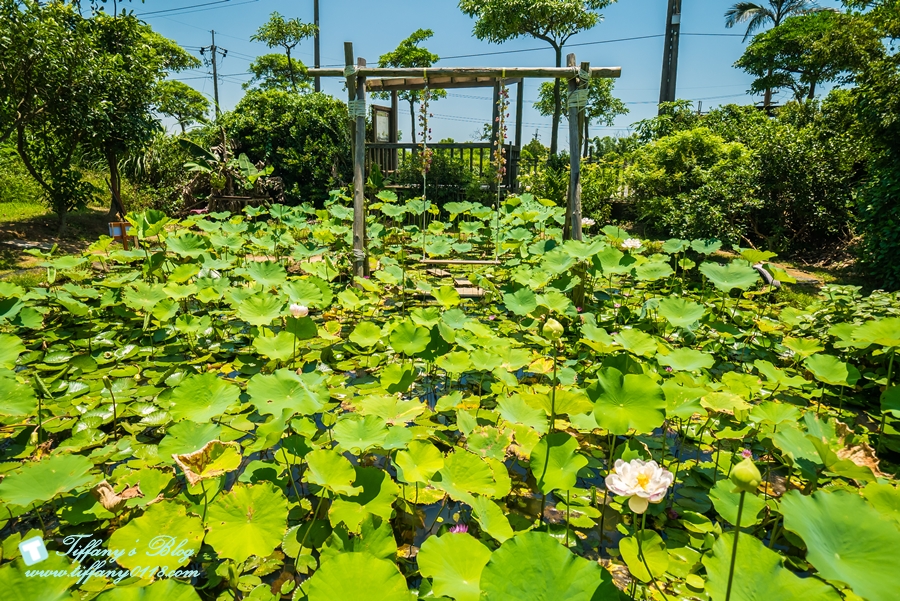 [桃園景點]蓮荷園休閒農場/桃園大王蓮/限重100公斤可站可躺/荷葉蓮子大餐還有蓮子剉冰超消暑