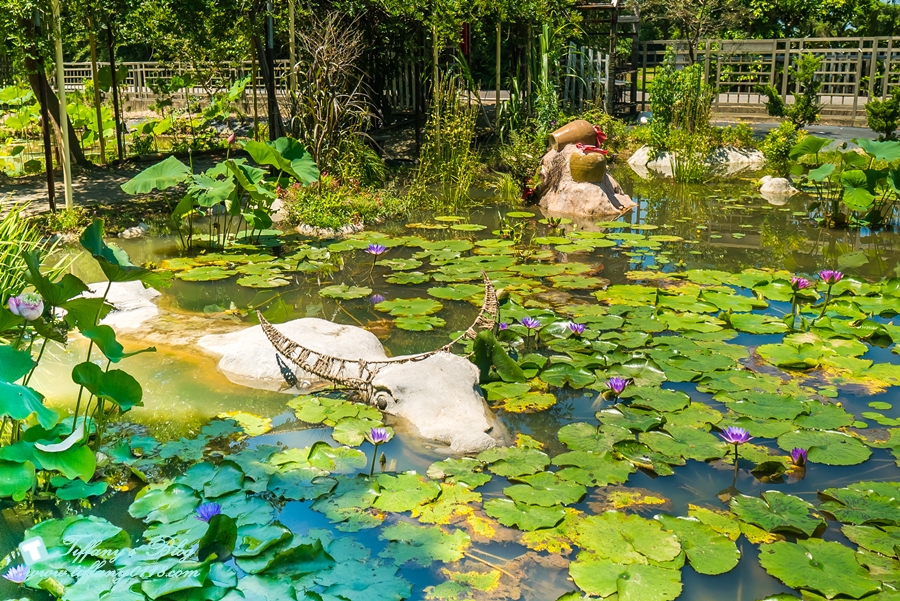 [桃園景點]蓮荷園休閒農場/桃園大王蓮/限重100公斤可站可躺/荷葉蓮子大餐還有蓮子剉冰超消暑