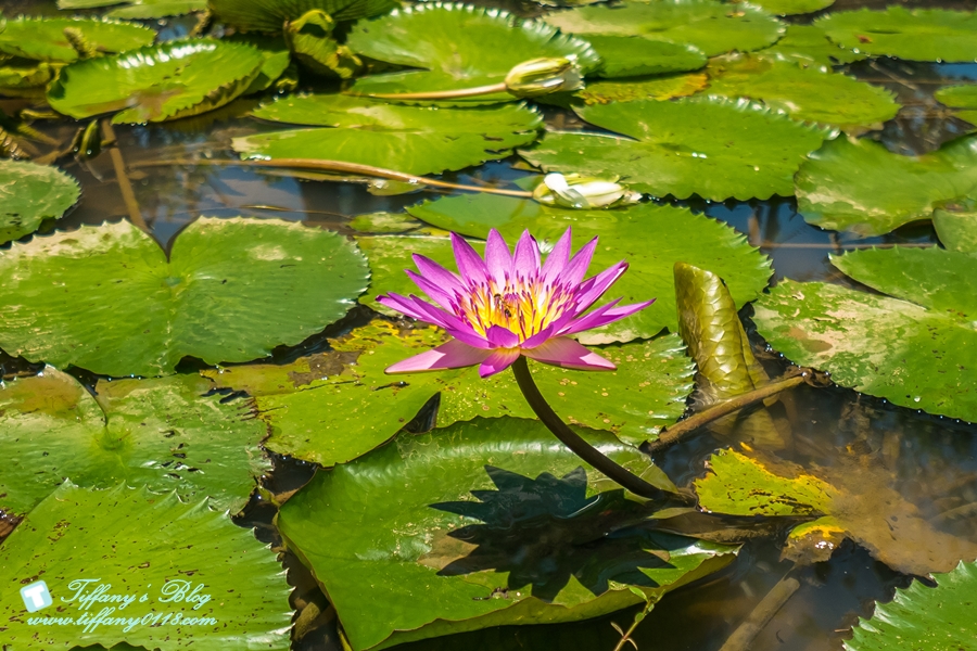 [桃園景點]蓮荷園休閒農場/桃園大王蓮/限重100公斤可站可躺/荷葉蓮子大餐還有蓮子剉冰超消暑