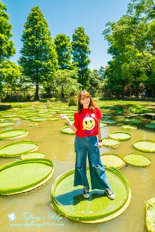 [桃園景點]蓮荷園休閒農場/桃園大王蓮/限重100公斤可站可躺/荷葉蓮子大餐還有蓮子剉冰超消暑