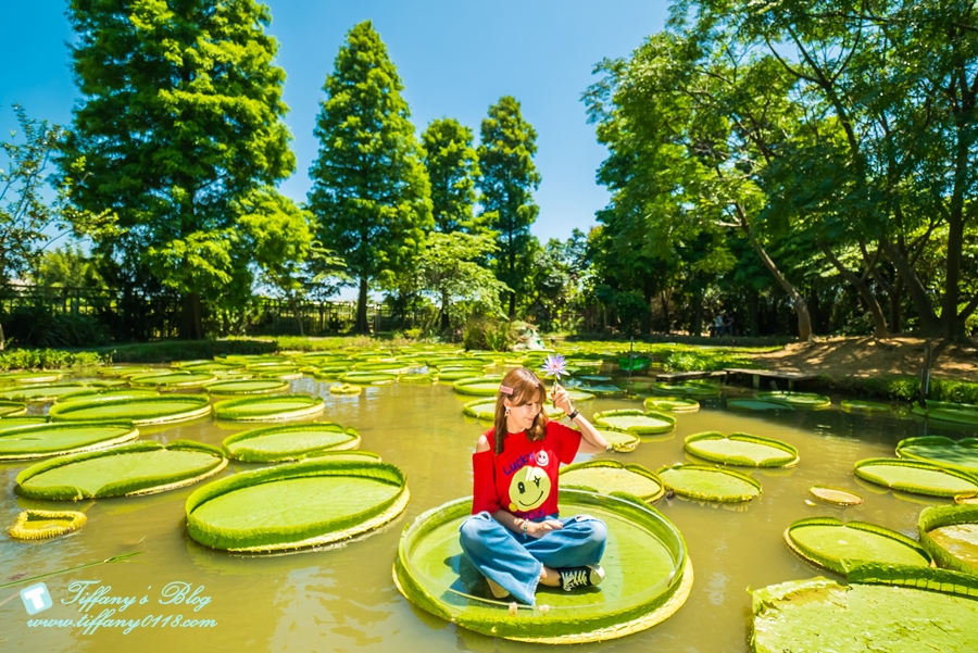 [桃園景點]蓮荷園休閒農場/桃園大王蓮/限重100公斤可站可躺/荷葉蓮子大餐還有蓮子剉冰超消暑