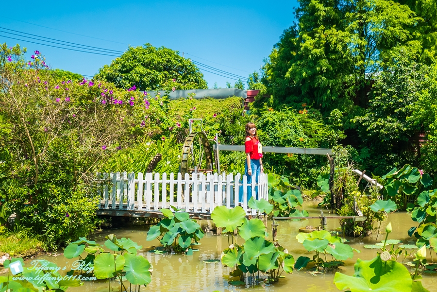 [桃園景點]蓮荷園休閒農場/桃園大王蓮/限重100公斤可站可躺/荷葉蓮子大餐還有蓮子剉冰超消暑