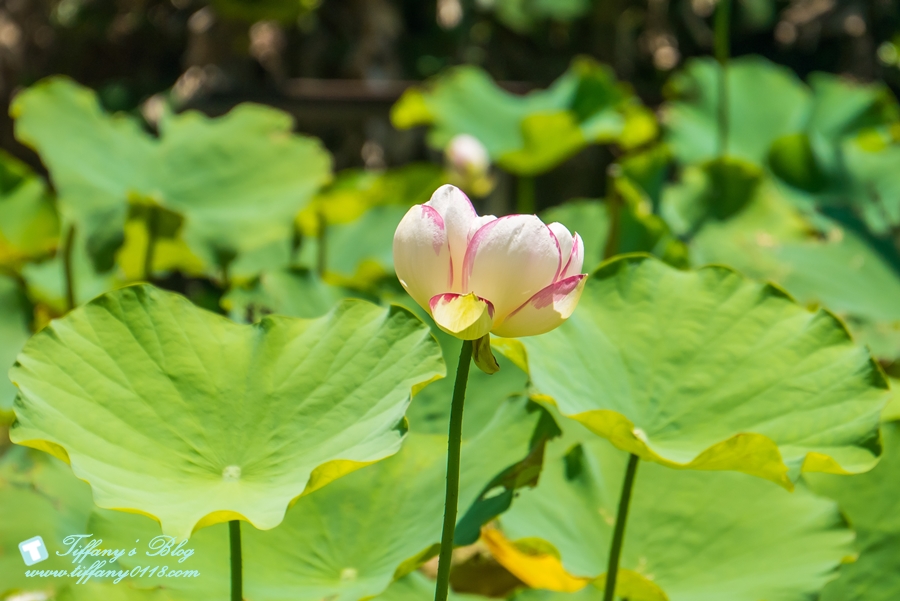 [桃園景點]蓮荷園休閒農場/桃園大王蓮/限重100公斤可站可躺/荷葉蓮子大餐還有蓮子剉冰超消暑