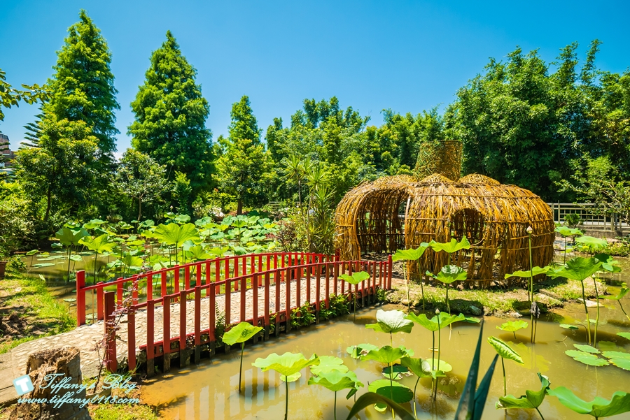 [桃園景點]蓮荷園休閒農場/桃園大王蓮/限重100公斤可站可躺/荷葉蓮子大餐還有蓮子剉冰超消暑