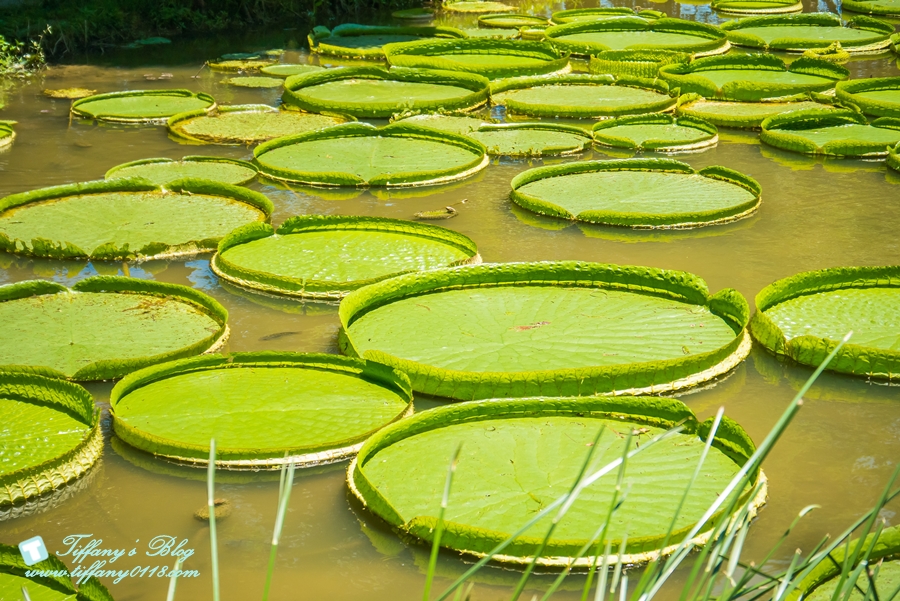 [桃園景點]蓮荷園休閒農場/桃園大王蓮/限重100公斤可站可躺/荷葉蓮子大餐還有蓮子剉冰超消暑
