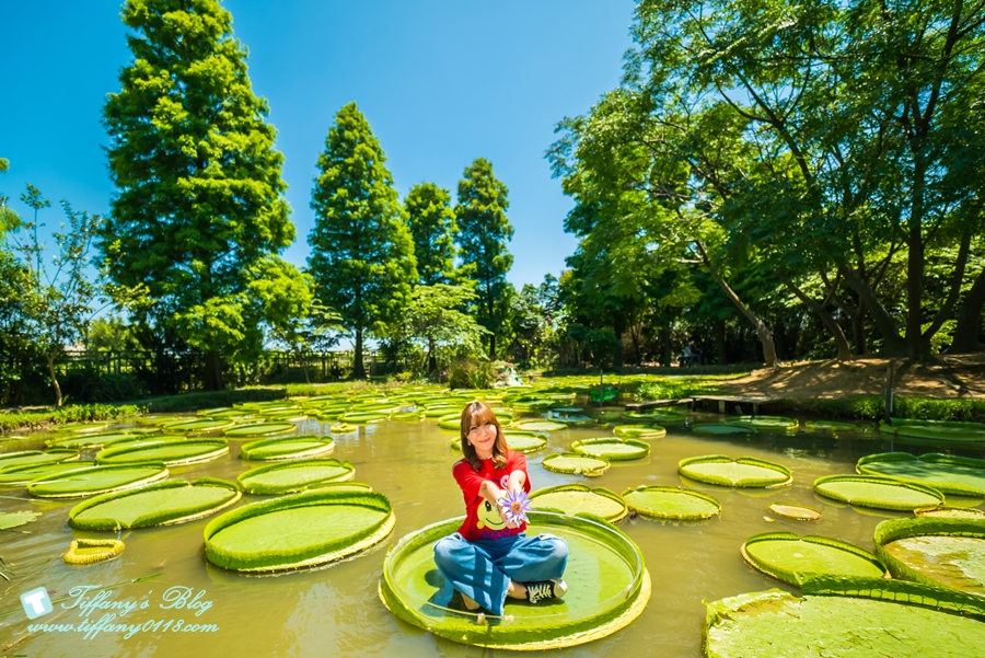 [桃園景點]蓮荷園休閒農場/桃園大王蓮/限重100公斤可站可躺/荷葉蓮子大餐還有蓮子剉冰超消暑