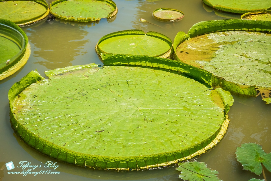 [桃園景點]蓮荷園休閒農場/桃園大王蓮/限重100公斤可站可躺/荷葉蓮子大餐還有蓮子剉冰超消暑