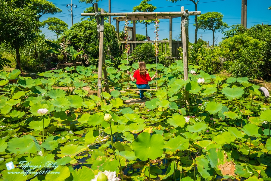 [桃園景點]蓮荷園休閒農場/桃園大王蓮/限重100公斤可站可躺/荷葉蓮子大餐還有蓮子剉冰超消暑