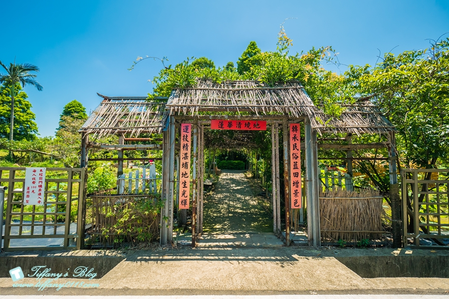 [桃園景點]蓮荷園休閒農場/桃園大王蓮/限重100公斤可站可躺/荷葉蓮子大餐還有蓮子剉冰超消暑