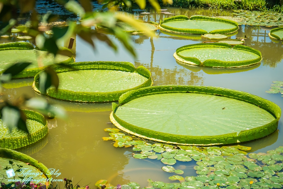 [桃園景點]蓮荷園休閒農場/桃園大王蓮/限重100公斤可站可躺/荷葉蓮子大餐還有蓮子剉冰超消暑