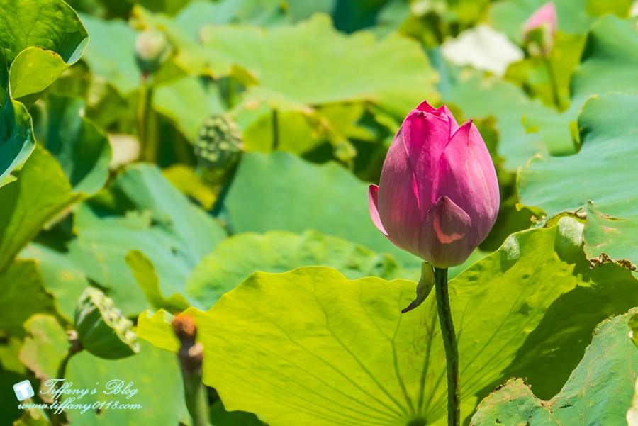 [桃園景點]蓮荷園休閒農場/桃園大王蓮/限重100公斤可站可躺/荷葉蓮子大餐還有蓮子剉冰超消暑