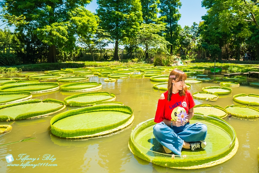 [桃園景點]蓮荷園休閒農場/桃園大王蓮/限重100公斤可站可躺/荷葉蓮子大餐還有蓮子剉冰超消暑