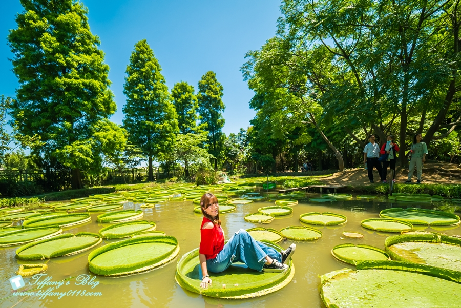 [桃園景點]蓮荷園休閒農場/桃園大王蓮/限重100公斤可站可躺/荷葉蓮子大餐還有蓮子剉冰超消暑