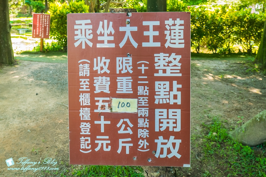 [桃園景點]蓮荷園休閒農場/桃園大王蓮/限重100公斤可站可躺/荷葉蓮子大餐還有蓮子剉冰超消暑