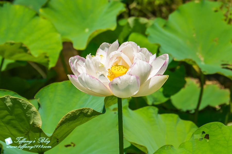 [桃園景點]蓮荷園休閒農場/桃園大王蓮/限重100公斤可站可躺/荷葉蓮子大餐還有蓮子剉冰超消暑