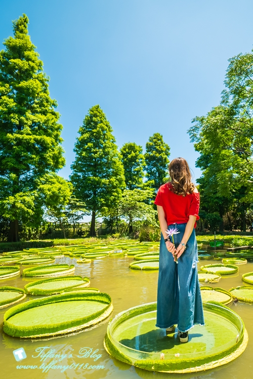 [桃園景點]蓮荷園休閒農場/桃園大王蓮/限重100公斤可站可躺/荷葉蓮子大餐還有蓮子剉冰超消暑