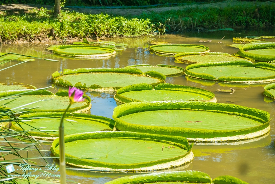 [桃園景點]蓮荷園休閒農場/桃園大王蓮/限重100公斤可站可躺/荷葉蓮子大餐還有蓮子剉冰超消暑