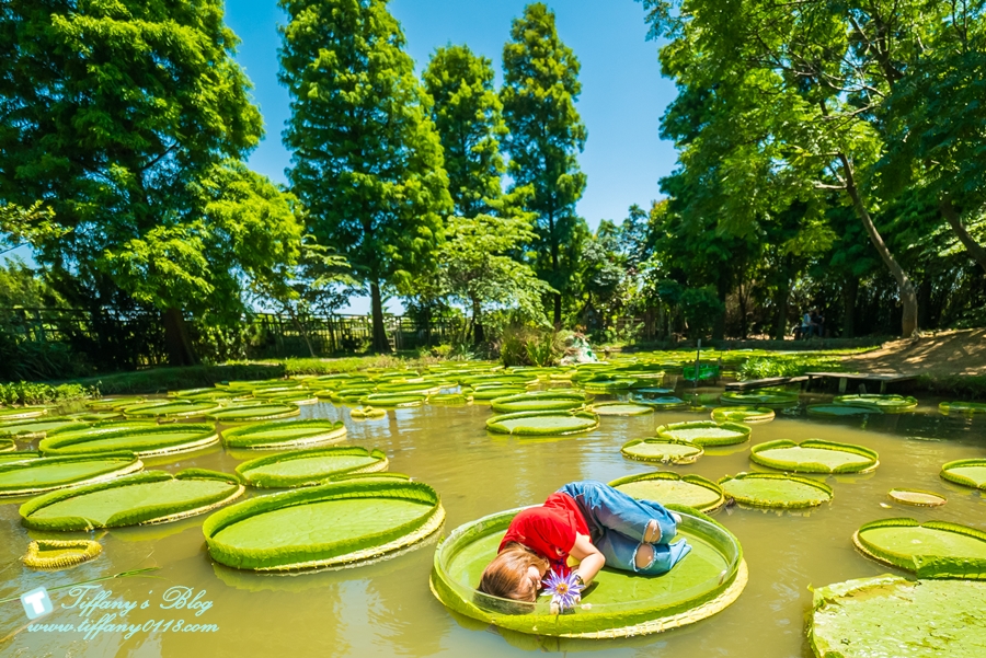 [桃園景點]蓮荷園休閒農場/桃園大王蓮/限重100公斤可站可躺/荷葉蓮子大餐還有蓮子剉冰超消暑