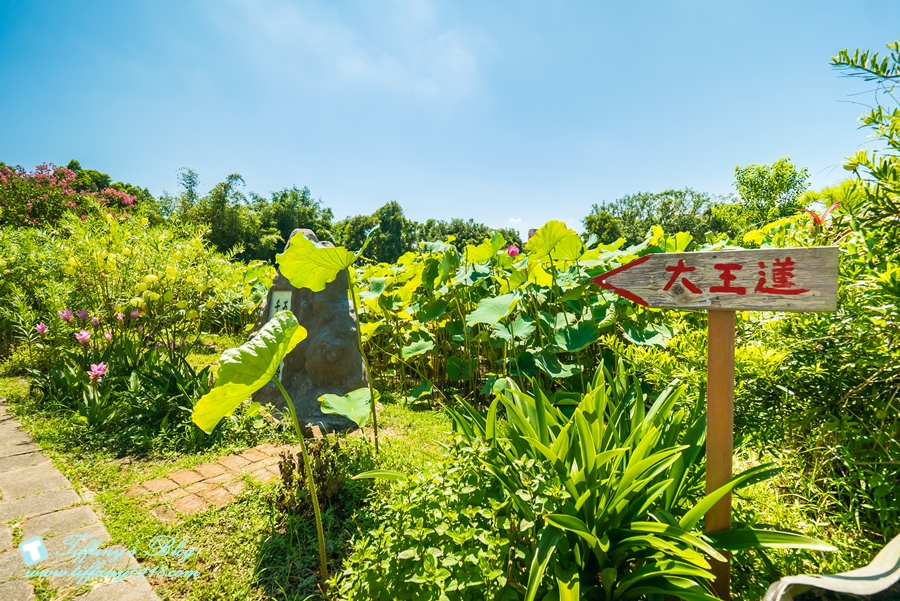 [桃園景點]蓮荷園休閒農場/桃園大王蓮/限重100公斤可站可躺/荷葉蓮子大餐還有蓮子剉冰超消暑
