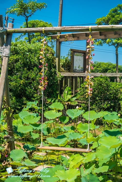 [桃園景點]蓮荷園休閒農場/桃園大王蓮/限重100公斤可站可躺/荷葉蓮子大餐還有蓮子剉冰超消暑