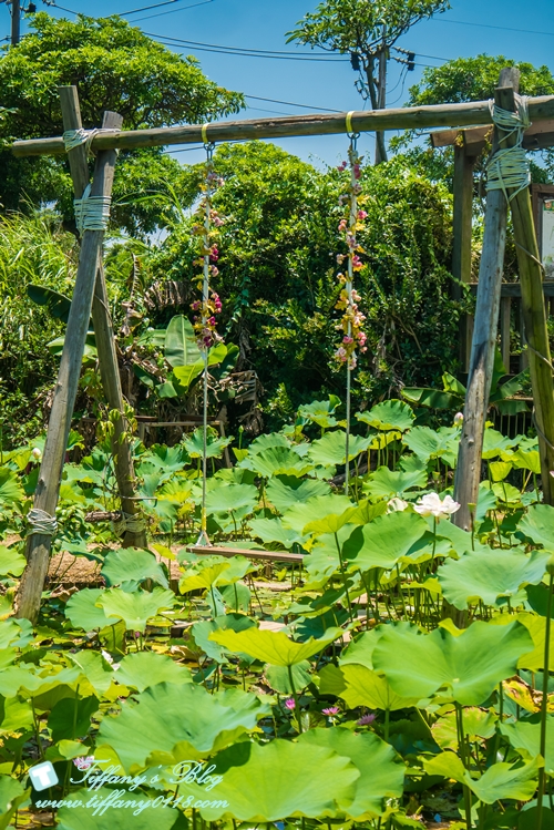 [桃園景點]蓮荷園休閒農場/桃園大王蓮/限重100公斤可站可躺/荷葉蓮子大餐還有蓮子剉冰超消暑