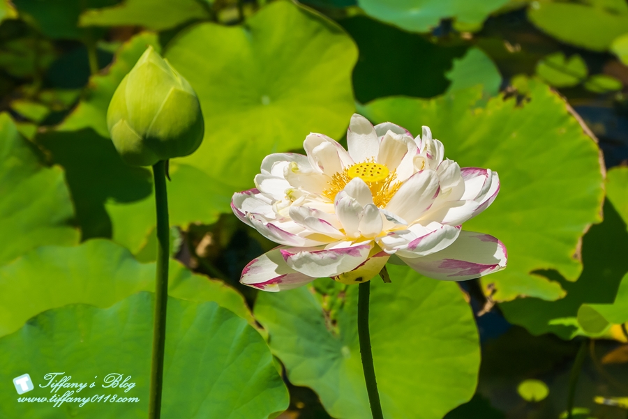 [桃園景點]蓮荷園休閒農場/桃園大王蓮/限重100公斤可站可躺/荷葉蓮子大餐還有蓮子剉冰超消暑