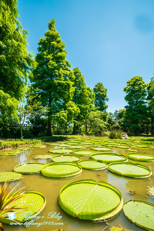 [桃園景點]蓮荷園休閒農場/桃園大王蓮/限重100公斤可站可躺/荷葉蓮子大餐還有蓮子剉冰超消暑