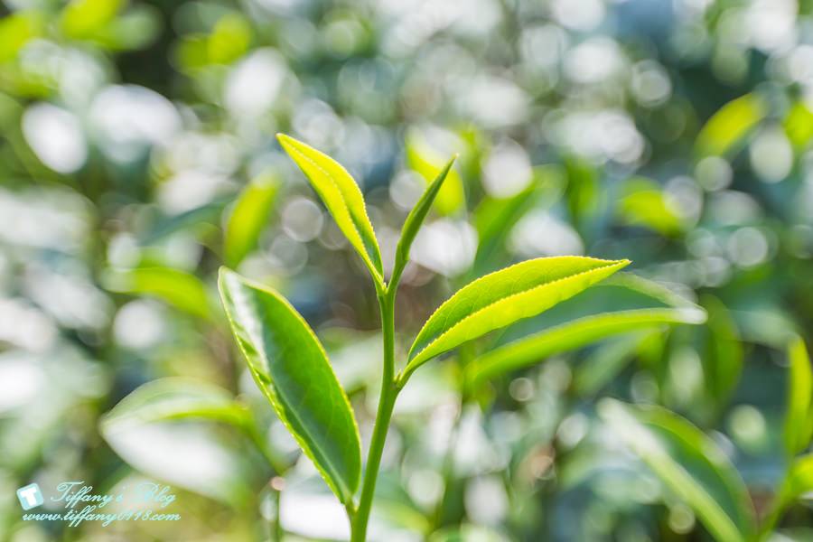 [宜蘭親子飯店]瓏山林蘇澳冷熱泉渡假飯店/夏季專案：茶香小旅行、汽車電影院、全新主廚料理/兩天一夜吃飽玩滿的親子行程