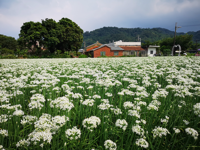 大溪韭菜花田/中新里韭菜花田(時間花期交通)