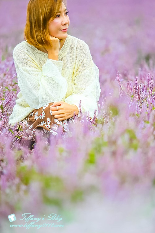 2019桃園花彩節+桃園仙草花節/台版普羅旺斯+五色花海超夢幻/四座摩艾石像等妳來尋找