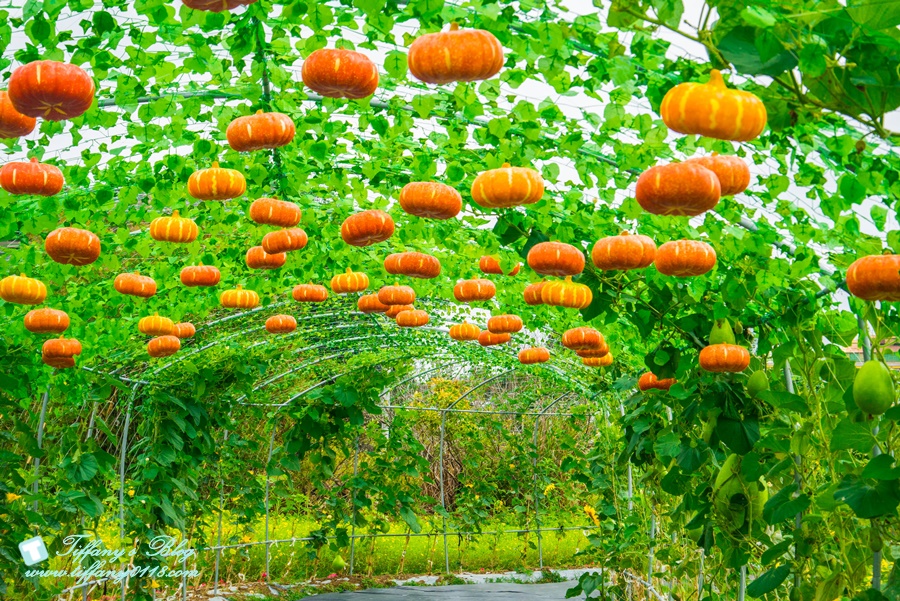2019桃園花彩節+桃園仙草花節/台版普羅旺斯+五色花海超夢幻/四座摩艾石像等妳來尋找