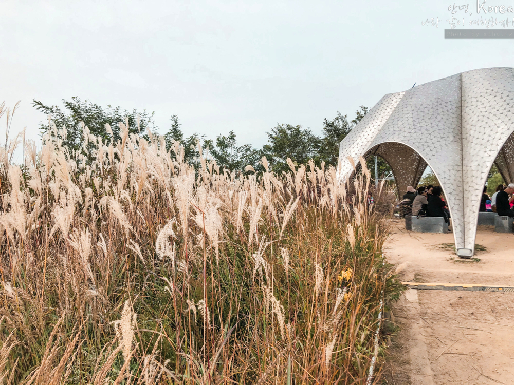 天空公園,首爾自由行,粉紅波波草,粉紅掃帚草,粉紅芒草,首爾景點,首爾好玩