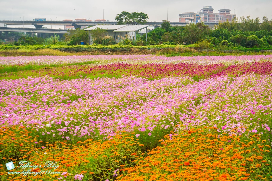 2019桃園花彩節+桃園仙草花節/台版普羅旺斯+五色花海超夢幻/四座摩艾石像等妳來尋找