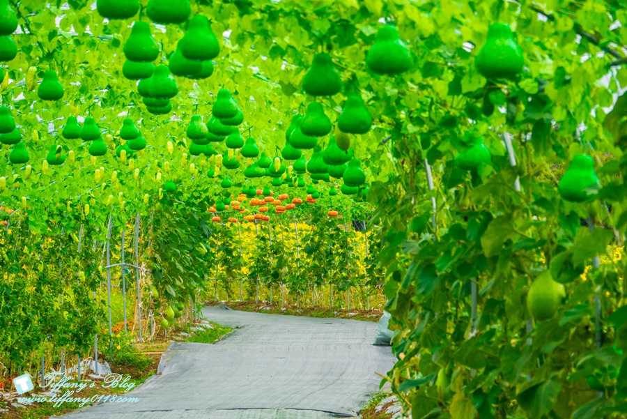 2019桃園花彩節+桃園仙草花節/台版普羅旺斯+五色花海超夢幻/四座摩艾石像等妳來尋找