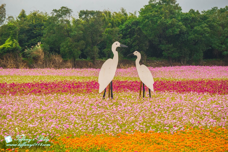 2019桃園花彩節+桃園仙草花節/台版普羅旺斯+五色花海超夢幻/四座摩艾石像等妳來尋找