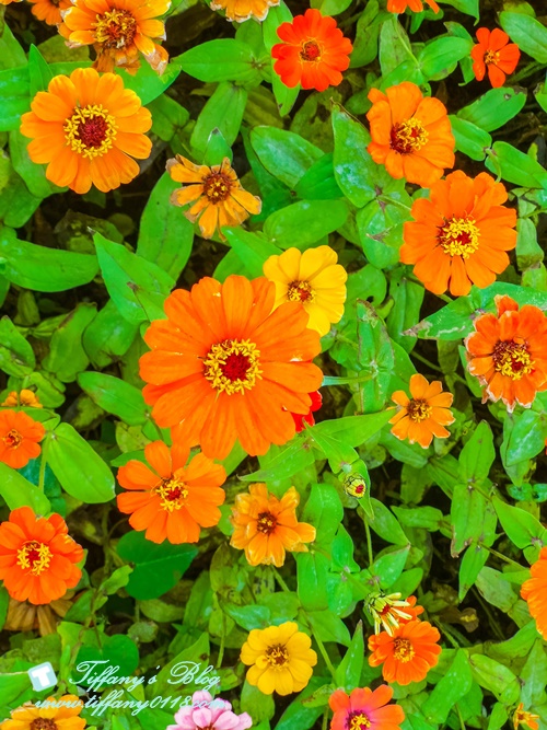 2019桃園花彩節+桃園仙草花節/台版普羅旺斯+五色花海超夢幻/四座摩艾石像等妳來尋找