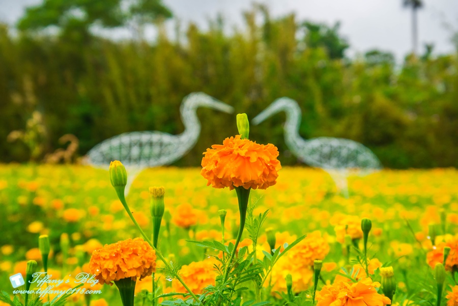 2019桃園花彩節+桃園仙草花節/台版普羅旺斯+五色花海超夢幻/四座摩艾石像等妳來尋找