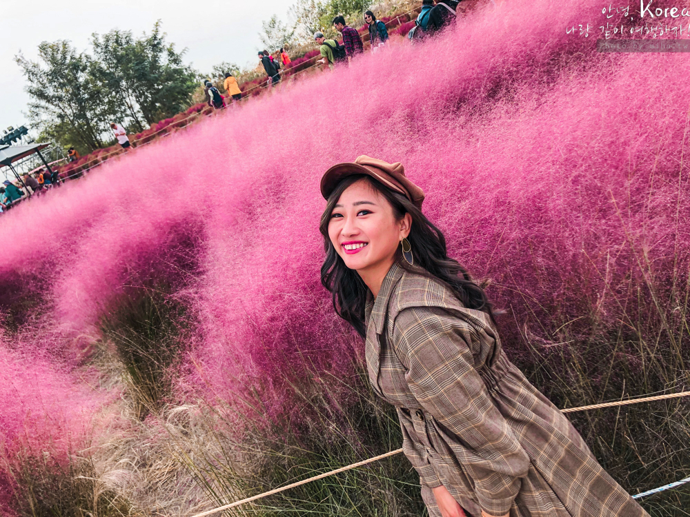 天空公園,首爾自由行,粉紅波波草,粉紅掃帚草,粉紅芒草,首爾景點,首爾好玩