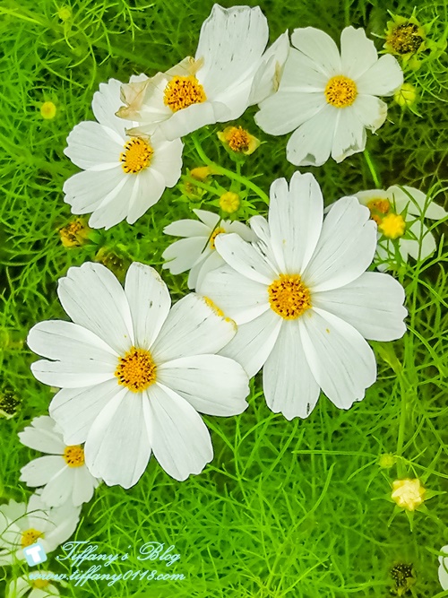 2019桃園花彩節+桃園仙草花節/台版普羅旺斯+五色花海超夢幻/四座摩艾石像等妳來尋找